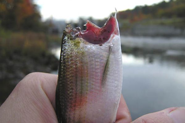Decapitated alewife-Benton Falls