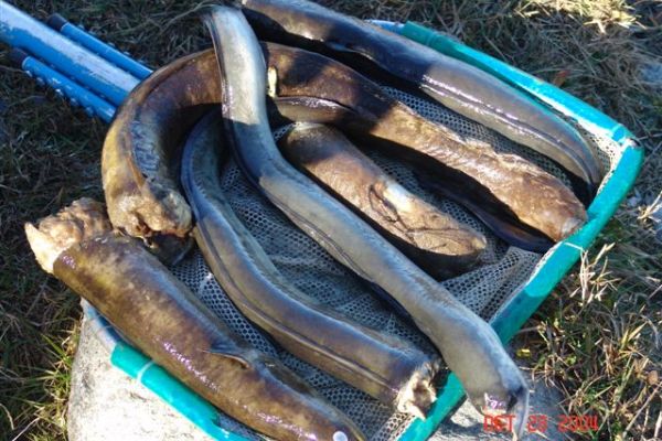 Eel kill at Shmut dam