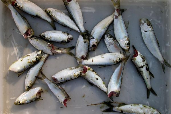 Young of year alewive kill at Brunswick/Topsham dam