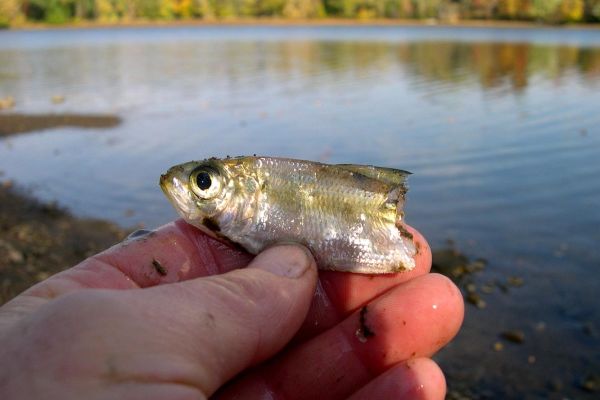 Alwife kill at Brunswick/Topsham dam