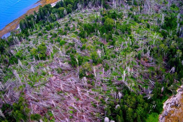Whaleboat Island Blowdown