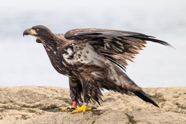 Banded juvenile from 2025 Abbagadasset Pt. nest. Photo: Dave Cleaveland-Captain Dave's Maine Photo Safaris