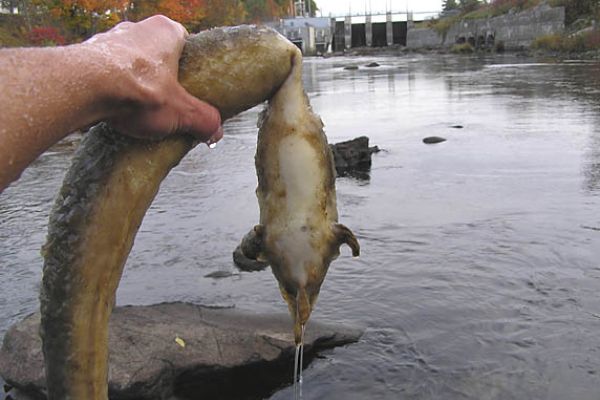Green power meets American eel at Benton Falls